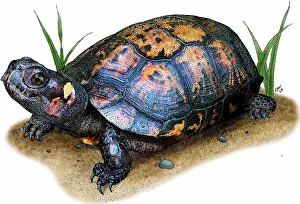 Critically Endangered Animals Stampe: Bog Turtle