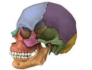 Skull Anatomy Stampe: Bones of the Skull (Lateral)