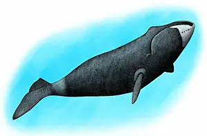 Marine Life Illustrations Stampe: Bowhead whale