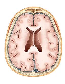Cerebral Cortex Illustration Stampe: Brain, Transverse Section