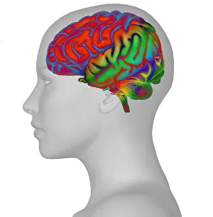 Human Nervous System Stampe: Brain and Woman's Head