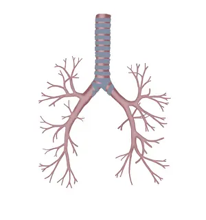 Human Respiratory System Stampe: Bronchus