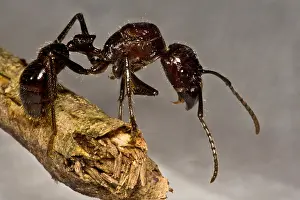 Peruvian Wildlife Stampe: Bullet Ant