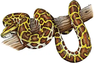 Snake Illustration Stampe: Burmese Python