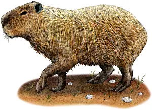 South American Wildlife Art Stampe: Capybara