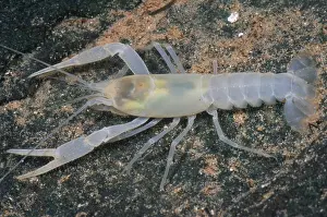 Freshwater Fauna Stampe: Cave crayfish