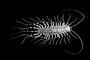 Arthropod Photography Stampe: Centipede
