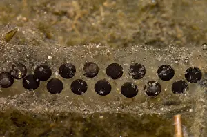 Amphibian Reproduction Stampe: Chilean Toad eggs