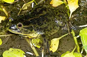 Vulnerable Wildlife Species Stampe: Chilean Widemouth Frog