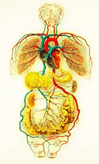 Circulatory System Diagram Stampe: Circulatory system
