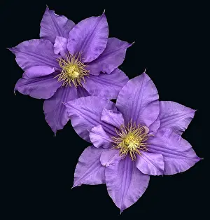Flowering Plants Images Stampe: Clematis