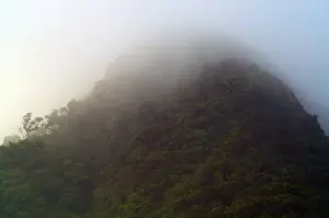 Cloud Forest Panama Stampe: Cloud Forest