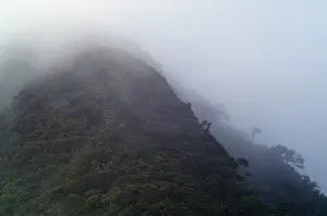 Central America Nature Stampe: Cloud Forest
