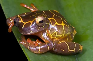 Tree Frog Species Stampe: Clown Tree Frog