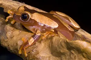 Tree Frog Species Stampe: Clown Tree Frog