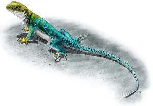 American Wildlife Art Stampe: Collared Lizard