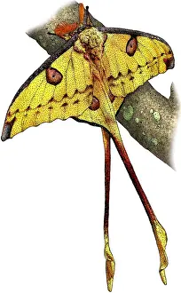 Lepidoptera Images Stampe: Comet moth