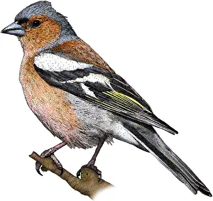 European Bird Art Stampe: Common Chaffinch