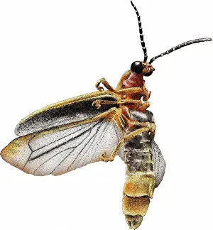 North American Insects Stampe: Common Eastern Firefly