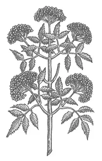 Historical Plant Illustration Stampe: Common Elder Tree