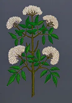 Historical Plant Drawings Stampe: Common Elder Tree