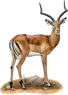African Wildlife Art Stampe: Common Impala