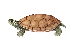 North American Reptiles Stampe: Common Map Turtle