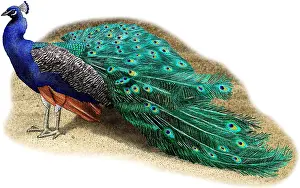 Pavo Cristatus Images Stampe: Common Peacock