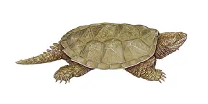 Wildlife Illustration Art Stampe: Common Snapping Turtle