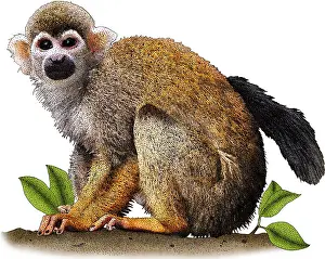 New World Monkeys Stampe: Common Squirrel Monkey, Illustration