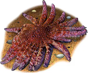 Marine Life Illustrations Stampe: Common Sunstar