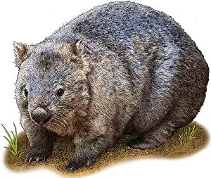 Common Wombat Stampe: Common Wombat