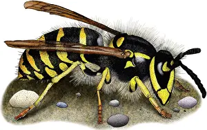 Hymenoptera Illustration Stampe: Common Yellow Jacket Wasp