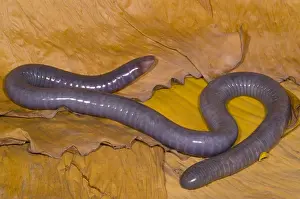 West African Wildlife Stampe: Congo Caecilian