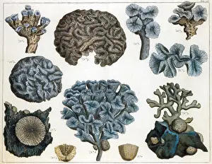 Marine Invertebrates Stampe: Corals