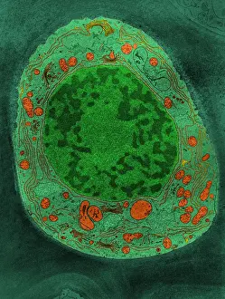 Plant Biology Images Stampe: Corn Root Tip Cell, TEM