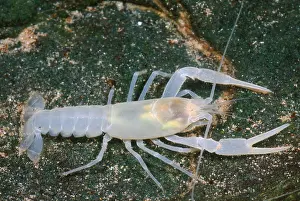 American Crayfish Stampe: Crayfish