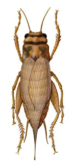 Animal Illustrations Online Stampe: Cricket
