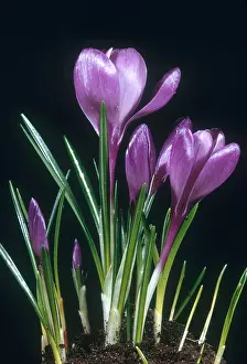 Purple Flowering Plant Stampe: Crocus in Bloom
