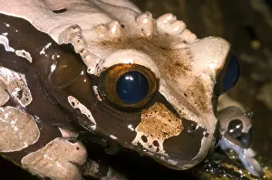 Central American Frogs Stampe: Crowned Tree Frog