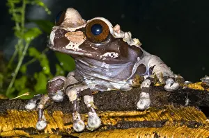 Central American Frogs Stampe: Crowned Tree Frog