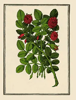 Damask Rose Stampe: Damask Rose