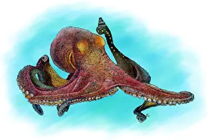Blue Ocean Wildlife Stampe: Day Octopus