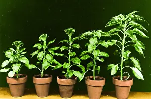 Botany Studio Photography Stampe: Daylight Experiment