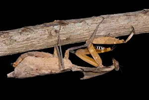 Southeast Asian Wildlife Stampe: Dead Leaf Mantis