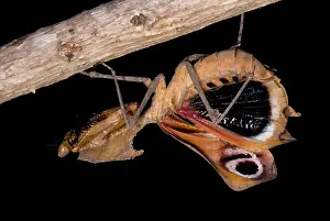 Praying Mantis Species Stampe: Dead Leaf Mantis
