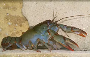 Freshwater Crustaceans Stampe: Devil Crayfish