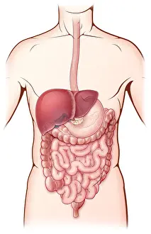 Medical Illustration Art Stampe: Digestive System, Illustration