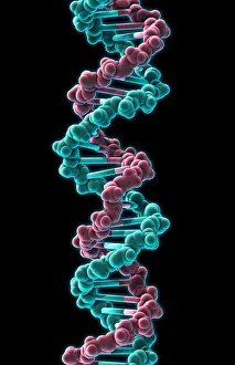 Double Helix Structure Stampe: DNA, Molecular Model