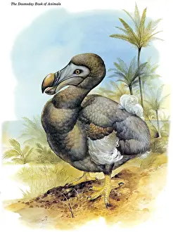 Extinct Bird Species Stampe: Dodo Bird